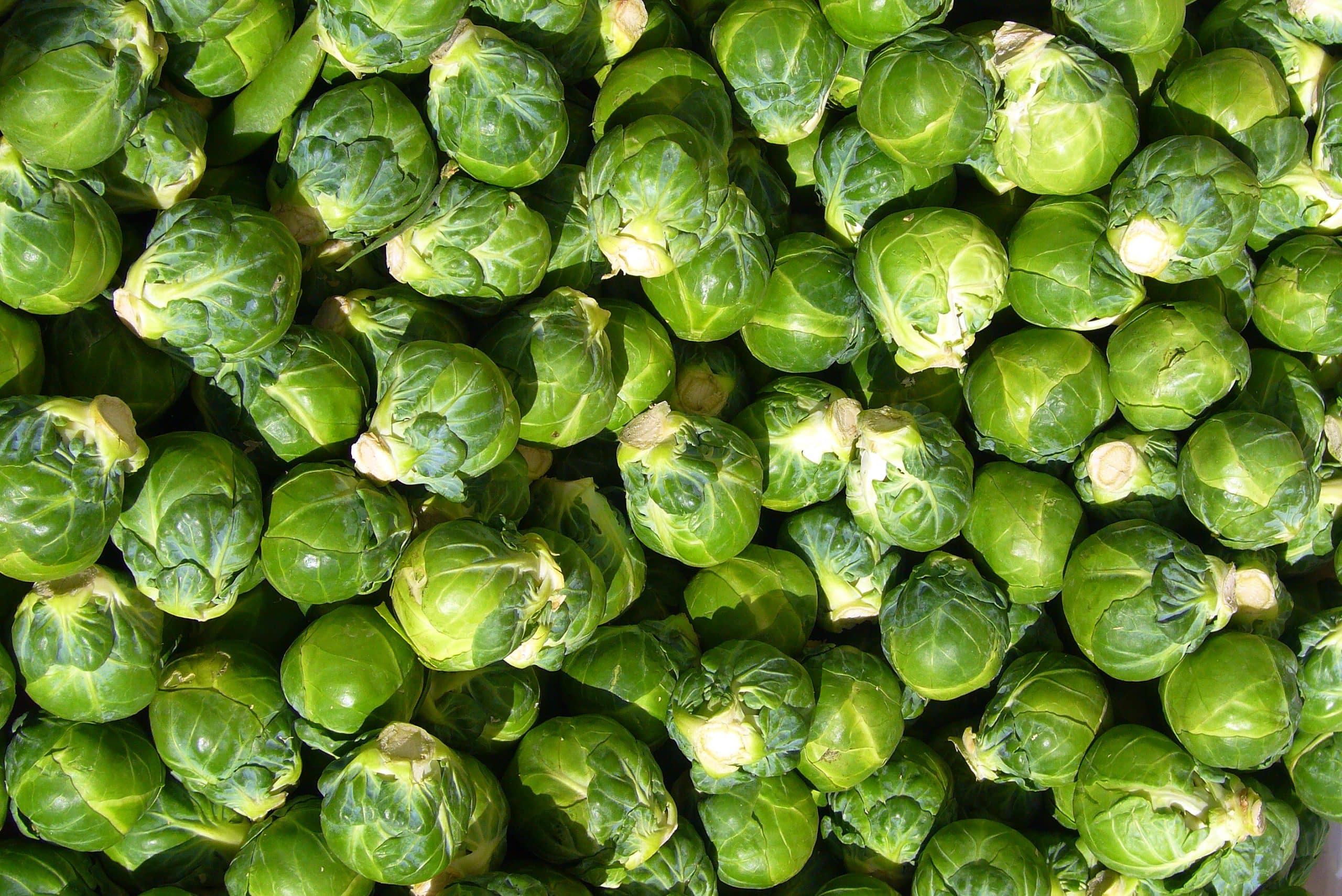 Sprouts Everywhere The Land Connection