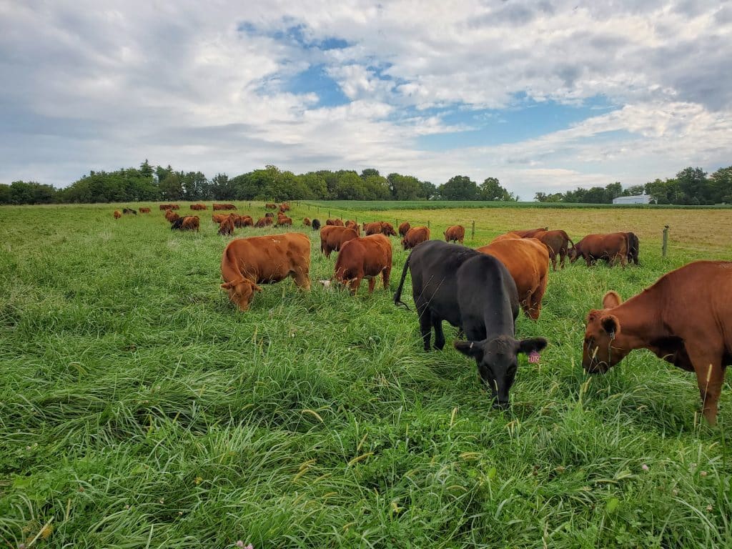 Strip Grazing for Soil Health The Land Connection