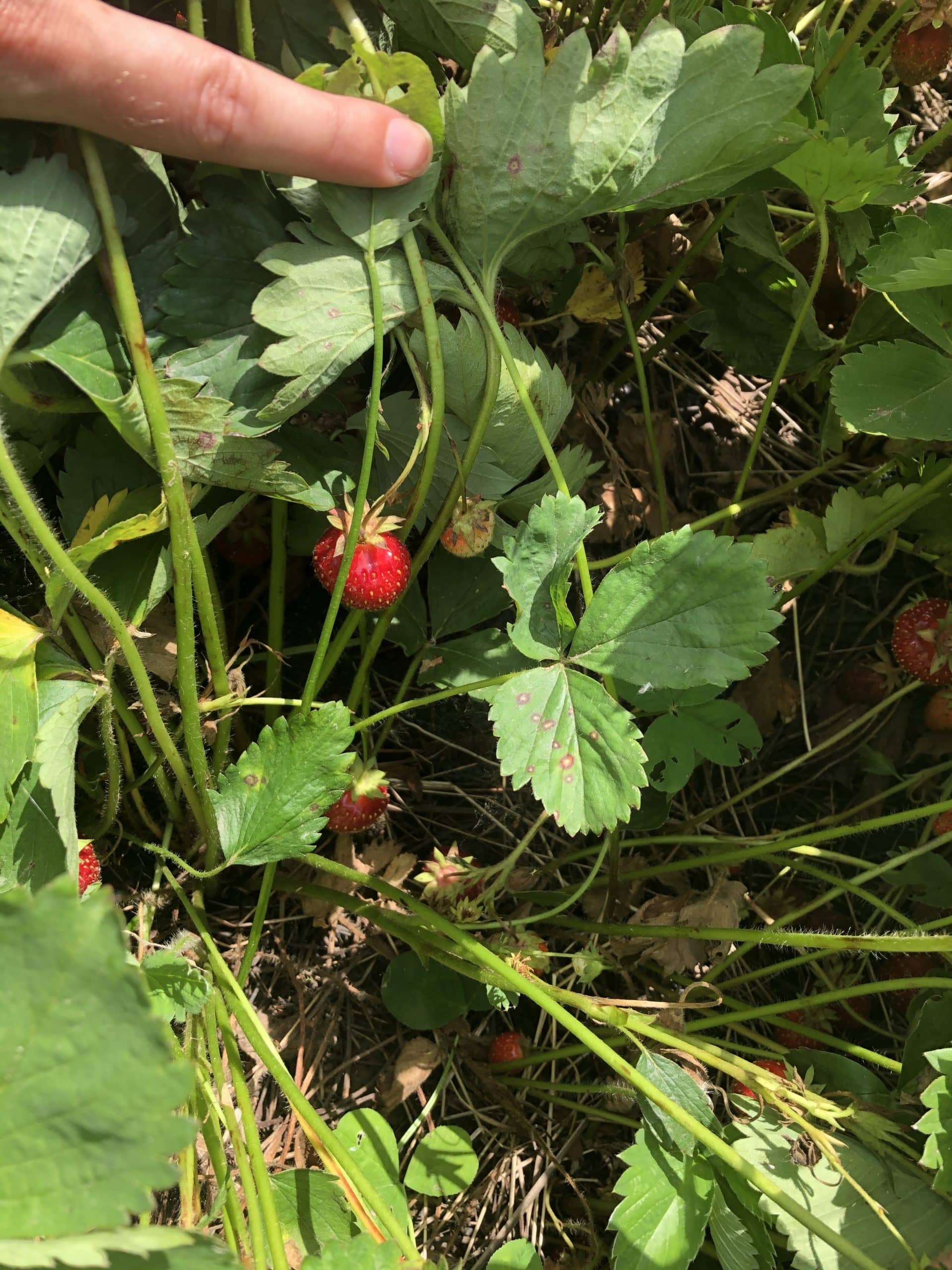 Edible (Native) Landscaping Strawberries The Land Connection