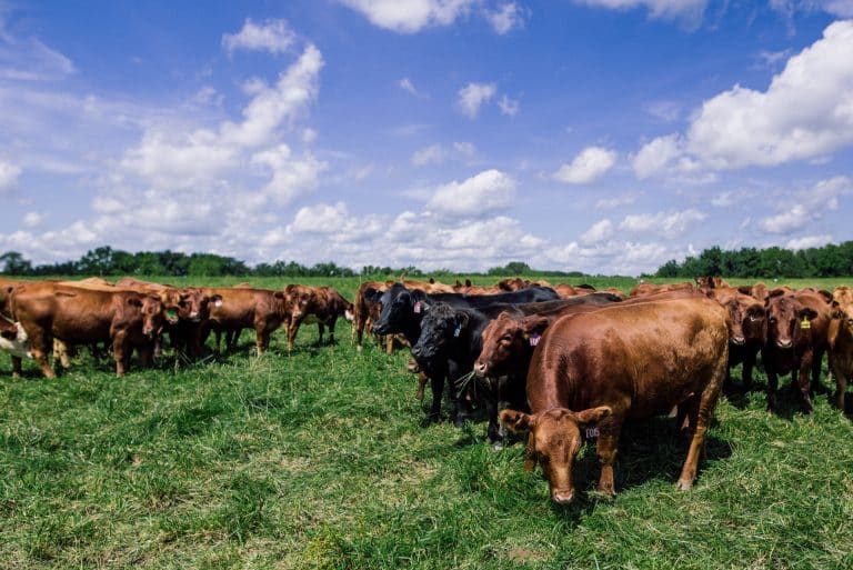 Regenerative Grazing Fundamentals for Farmers The Land Connection