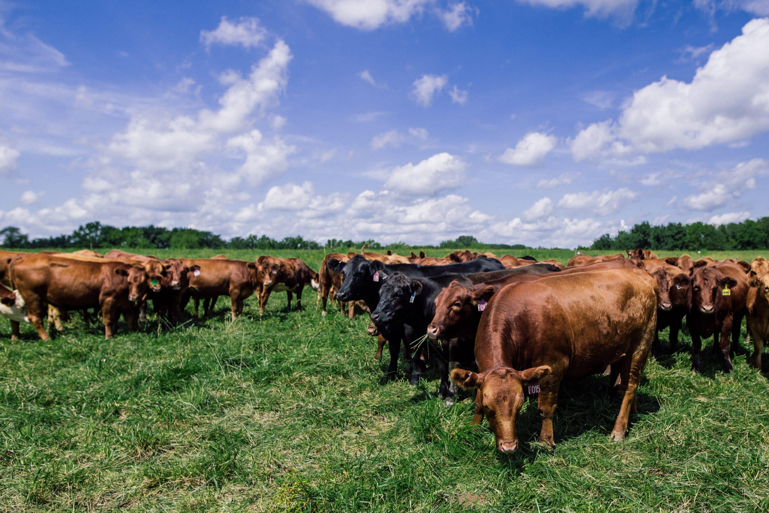 Regenerative Grazing The Basics & Beyond The Land Connection