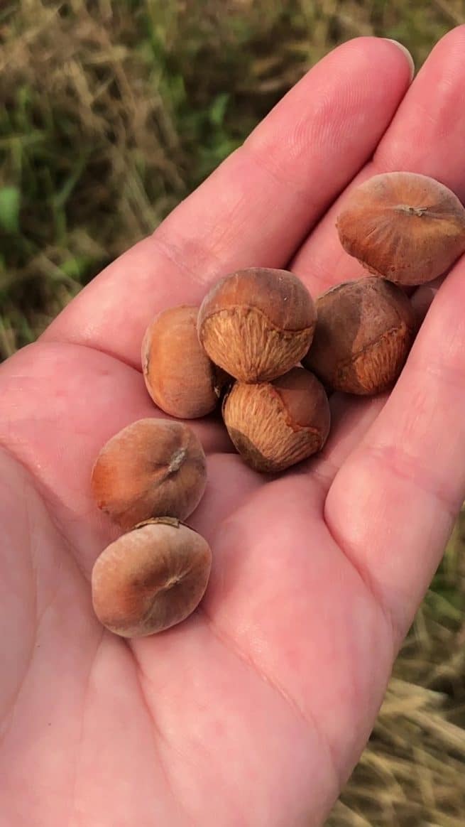 Edible (Native) Landscaping American Hazelnut The Land Connection