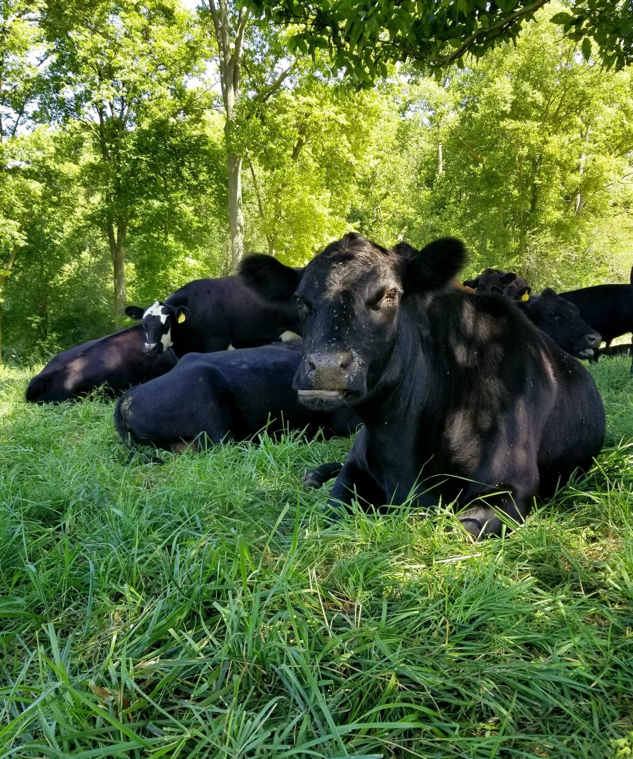 Explore regenerative grazing through handson learning The Land